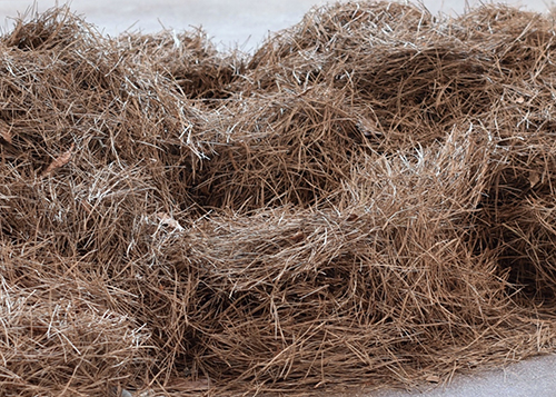 Aiguilles de pin © Dominique Ghesquière